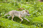 Eurasischer Grauwolf