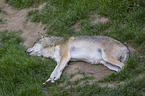 Eurasischer Grauwolf