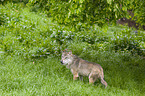 Eurasischer Grauwolf