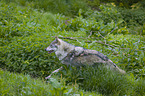 Eurasischer Grauwolf