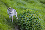 Eurasischer Grauwolf