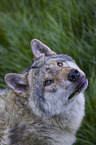 Eurasischer Grauwolf