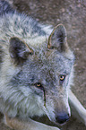 Eurasischer Grauwolf