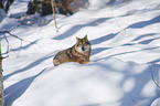Eurasischer Grauwolf