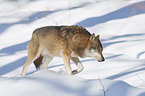 Eurasischer Grauwolf