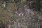 Eurasischer Grauwolf