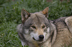 Eurasischer Grauwolf