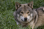 Eurasischer Grauwolf