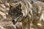 Eurasischer Grauwolf