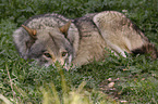 Eurasischer Grauwolf