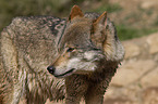 Eurasischer Grauwolf