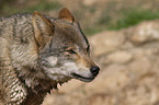 Eurasischer Grauwolf