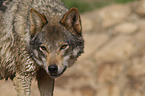 Eurasischer Grauwolf