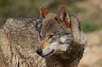 Eurasischer Grauwolf