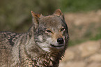 Eurasischer Grauwolf