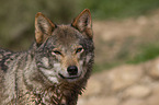 Eurasischer Grauwolf