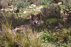 Eurasischer Grauwolf