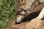 Eurasischer Grauwolf