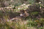 Eurasischer Grauwolf