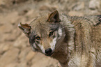 Eurasischer Grauwolf