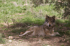 Eurasischer Grauwolf