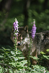 Eurasischer Grauwolf