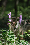 Eurasischer Grauwolf