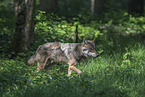 Eurasischer Grauwolf