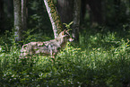 Eurasischer Grauwolf
