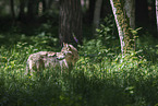 Eurasischer Grauwolf