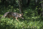 Eurasischer Grauwolf