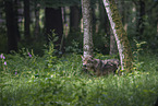 Eurasischer Grauwolf