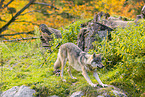 Eurasischer Grauwolf