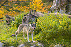 Eurasischer Grauwolf