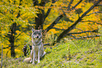 Eurasischer Grauwolf
