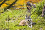 Eurasischer Grauwolf