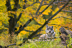 Eurasischer Grauwolf
