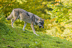 Eurasischer Grauwolf