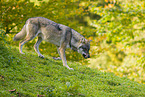 Eurasischer Grauwolf