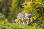 Eurasischer Grauwolf