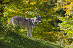 Eurasischer Grauwolf
