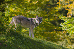 Eurasischer Grauwolf