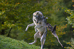Eurasischer Grauwolf