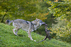 Eurasischer Grauwolf