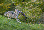 Eurasischer Grauwolf