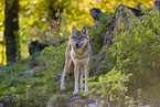 Eurasischer Grauwolf