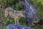 Eurasischer Grauwolf