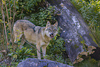 Eurasischer Grauwolf