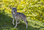 Eurasischer Grauwolf