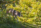 Eurasischer Grauwolf